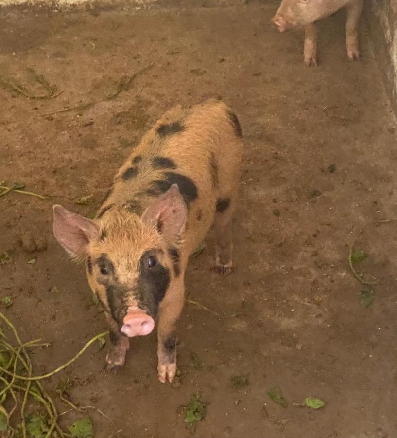 Hotel Fazenda Bonanza Engenheiro Paulo de Frontin Kültér fotó
