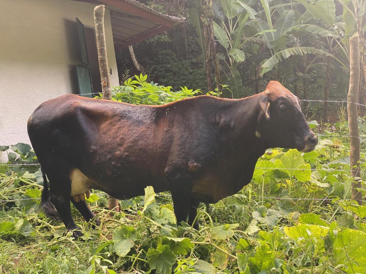 Hotel Fazenda Bonanza Engenheiro Paulo de Frontin Kültér fotó